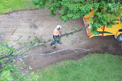 Emergency-Call-out-tree-removal-cleanup-orange