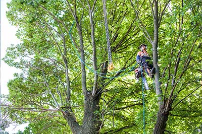 tree-pruning-services-orange-and-central-west-nsw-online